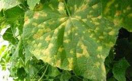 What to do if spots appear on cucumber leaves?