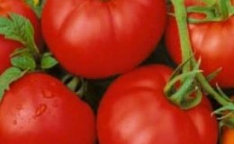 Kajian varieti tomato Moskvich: kebaikan dan keburukan, serta cara mendapatkan hasil tuaian yang baik