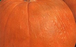 Variedad de calabaza melón, adorada por los jardineros por su dulce sabor y extraordinario aroma.