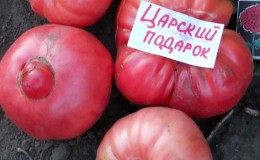 Vi dyrker Tsar's Gift-tomaten i etapper, starter med frøplanter og avslutter med å høste en rikholdig høst.