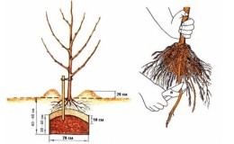 Instruções para jardineiros iniciantes: como plantar uma macieira na primavera