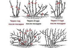 Ръководство за правилно есенно подрязване на касис за начинаещи градинари