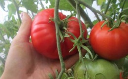 Kami mendapat hasil tuaian yang banyak walaupun dalam keadaan cuaca yang tidak menguntungkan dengan menanam tomato karya Altai