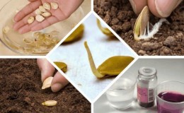 How to properly prepare cucumber seeds for sowing in a greenhouse and open ground