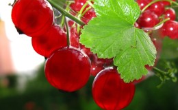 Plantación adecuada y cuidado adicional de las grosellas rojas para una cosecha abundante.