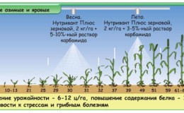 O que é alimentação foliar de trigo e quais fertilizantes podem ser usados ​​para esses fins