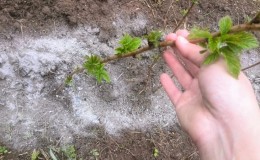 Comment et quoi nourrir les framboises à l'automne