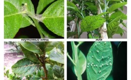 Pests and diseases of lemon: treatment and prevention at home