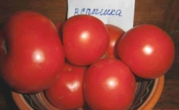 Cadangan untuk menjaga wabak tomato: apa yang boleh menjejaskan hasil