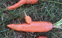 Reasons why carrots are gnarled and horned and methods for growing straight root vegetables