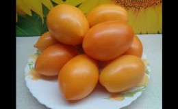 Hasil tuaian yang banyak, rasa yang menakjubkan dan warna yang cerah - tomato emas Koenigsberg dan panduan untuk membesarkannya