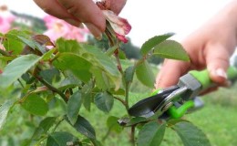 Instruksjoner for nybegynnere gartnere: hvordan beskjære roser etter blomstring om sommeren slik at de blomstrer igjen