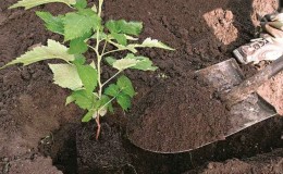 De juiste planttijd kiezen: wanneer frambozen planten zodat ze wortel schieten