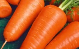 Early ripening carrot hybrids: Shantane, Cordoba, Red Cored