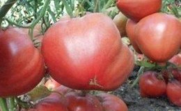 How to achieve maximum yield from an Eagle Beak tomato?