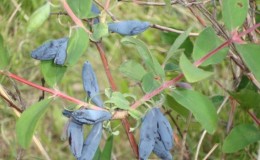 Honeysuckle sort Blå spindel: sortsbeskrivelse, planting og stell