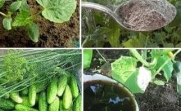 Cara menyuburkan timun dengan mullein: menyediakan baja dan peraturan untuk menggunakannya