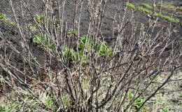 Why currant bushes dry out and what to do to solve the problem