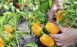 Wann man Paprika vom Strauch pflückt: Pünktliche Ernte