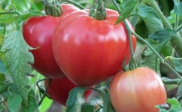 A large, prolific salad variety of tomatoes, Abakan pink: let’s get to know each other better and try to grow