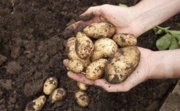 Como e quando desenterrar batatas para armazenamento