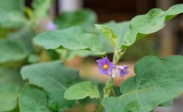 What to do if eggplants do not set in open ground and why this happens