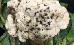 Why do black spots appear on cauliflower and is it safe to eat?