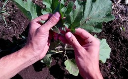 Når og hvordan plante auberginer: en trinn-for-trinn-veiledning for begynnende gartnere