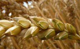 Cos'è il grano tenero, in cosa differisce dal grano duro e dove viene utilizzato?