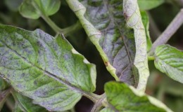 Basil diseases and ways to combat them