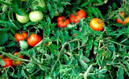 Biji tomato yang manakah memberikan hasil tuaian yang baik di tanah terbuka?