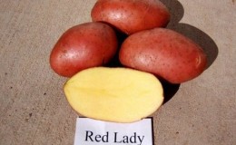 Variedade de batata Red Lady, de maturação precoce e resistente à seca, para armazenamento a longo prazo