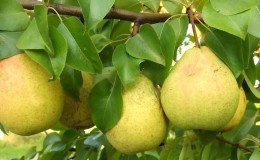 Frost-resistant high-yielding pear variety Cathedral