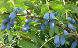 Etapas del cuidado de la madreselva en otoño para prepararse para el invierno.