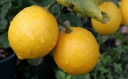 Description des types et variétés de citrons