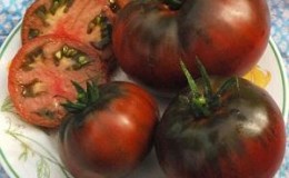 Features of growing and caring for the Bison black tomato