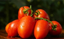 Treats from the garden for real gourmets: tomato Royal temptation