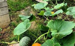 Cómo pellizcar adecuadamente una calabaza en campo abierto para obtener una buena cosecha.