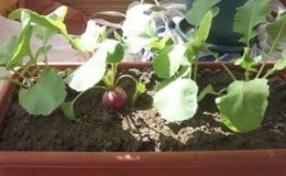 How to properly grow radishes on a windowsill in winter: step-by-step instructions and useful tips