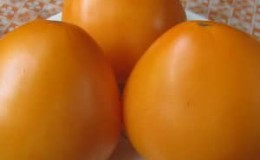 Tomato tahan dengan hasil yang tinggi untuk rumah hijau dan tanah - tomato Golden Domes