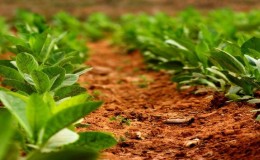 Technology for growing tobacco in open ground, greenhouses and at home