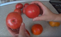 Bagaimana untuk menyediakan benih tomato di rumah dan dapatkan hasil musim sejuk dari mereka - nasihat daripada tukang kebun yang berpengalaman