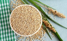 O que é sorgo granífero, características de seu uso e cultivo