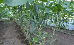 The best self-pollinating varieties of cucumbers for greenhouses in the Urals