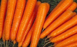 Mid-season carrot variety Niiokh 336