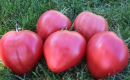 Hasil tinggi dan buah-buahan yang besar dengan rasa yang halus: Tomato Eagle Heart - cara menanamnya sendiri tanpa kerumitan