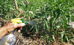 Como e com que tratar o tomate contra a requeima em campo aberto: os melhores produtos e regras para pulverização de tomate