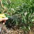 How and with what to treat tomatoes against late blight in open ground: top best products and rules for spraying tomatoes