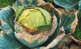 Cabbage diseases: description with photographs, methods of treatment and prevention