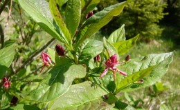 Variété décorative de chèvrefeuille alpin